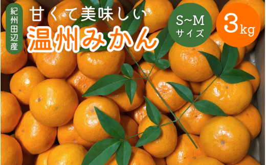 先行予約 紀州田辺産 甘くて美味しい温州みかん3kg（Ｓ～Ｍサイズ） ※11月中旬～12月下旬頃に順次発送予定【期間限定・12/10まで】 / 早生みかん 早生 ミカン 柑橘 フルーツ 果物 紀州産 和歌山県【kjt010-1】