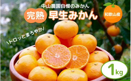 【先行予約】完熟早生みかん　宮川早生１kg※2024年12月から順次発送予定※【期間限定・12/20まで受付】 / 和歌山県 ミカン フルーツ 果物 柑橘 田辺市 【nak004】