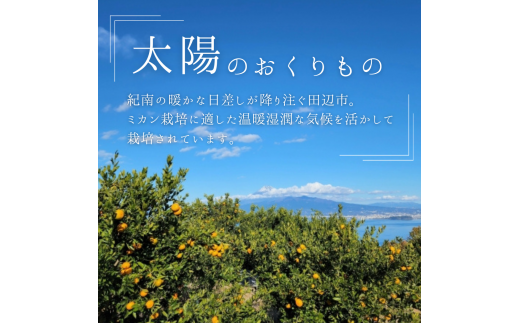 【先行予約】紀南育ちの完熟温州みかん  5?※11月下旬～12月頃に順次発送予定【期間限定:2024/11/15まで】/ 田辺市 よってって みかん 温州みかん 完熟温州みかん【prs005】