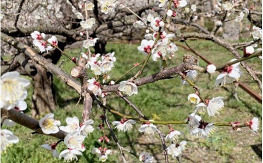 【期間限定・2025/5/15まで】中山農園の南高梅　完熟梅3kg※2025年6月中旬から順次発送予定※ / 紀州南高梅 梅干 梅ジュース 梅酒 和歌山県 【nak021】