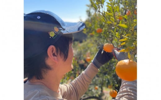 ＜先行予約＞ 紀州田辺産 甘くて美味しい温州みかん10kg（Ｓ～Ｍサイズ） ※11月中旬～12月下旬頃に順次発送予定【期間限定・12/10まで】 / 早生みかん 早生 ミカン 柑橘 フルーツ 果物 紀州産 和歌山県【kjt006-1】