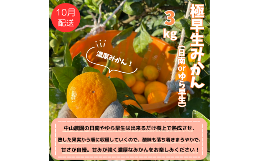 【全4回定期便】樹上完熟みかんフルコース【10月20日まで】 / 宮川早生みかん・ゆら早生・きゅうき・上野早生※2024年10月より発送（期間限定・10/20まで受付） / 和歌山県 ミカン フルーツ 果物 柑橘 田辺市 みかん くだもの【nak042-tk】