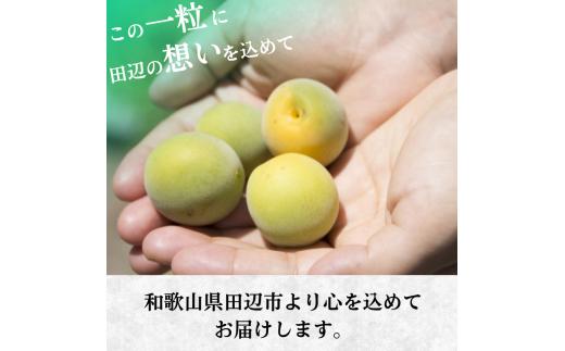 シロップ、梅酒に最適！【先行予約】 青梅【古城梅】 3kg（2025年5月頃から順次発送予定） / 生梅 梅酒 梅ジャム 梅シロップ 産地直送 国産 和歌山 【tcs020】