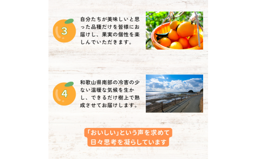 【期間限定・12/31まで】紅八朔9kg※1月下旬から順次発送予定※ / 和歌山県 はっさく フルーツ 果物 柑橘 田辺市 みかん【nak013-1】