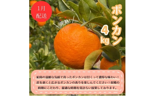 【4回定期便】【先行予約】贅沢みかんフルコース / 宮川早生みかん・ポンカン・紅八朔・不知火※2024年12月より発送（期間限定・12/20まで受付） / 和歌山県 ミカン フルーツ 果物 柑橘 田辺市 みかん くだもの【nak030-tk】