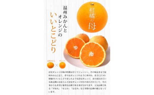 【期間限定・2025/5/15まで】清見オレンジ 1kg※2025年5月から順次発送予定※ / オレンジ きよみオレンジ きよみ 柑橘 フルーツ 果物 和歌山県 田辺市 【nak040】