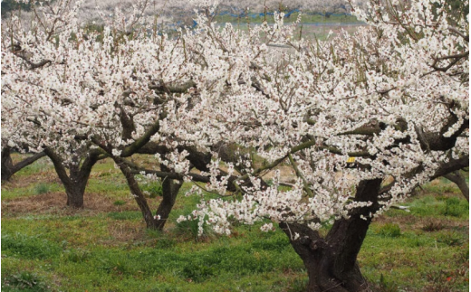 ふわっと香る紀州南高梅　青梅3kg ※2025年6月下旬～７月上旬頃に順次発送予定【期間限定：2025年5月31日まで】 / 和歌山 田辺市 紀州南高梅 南高梅 梅干し 梅干 梅 うめ 青梅 梅シロップ 梅酒 【nok001】