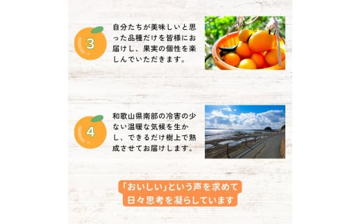 【全4回定期便】樹上完熟みかんフルコース【10月20日まで】 / 宮川早生みかん・ゆら早生・きゅうき・上野早生※2024年10月より発送（期間限定・10/20まで受付） / 和歌山県 ミカン フルーツ 果物 柑橘 田辺市 みかん くだもの【nak042-tk】