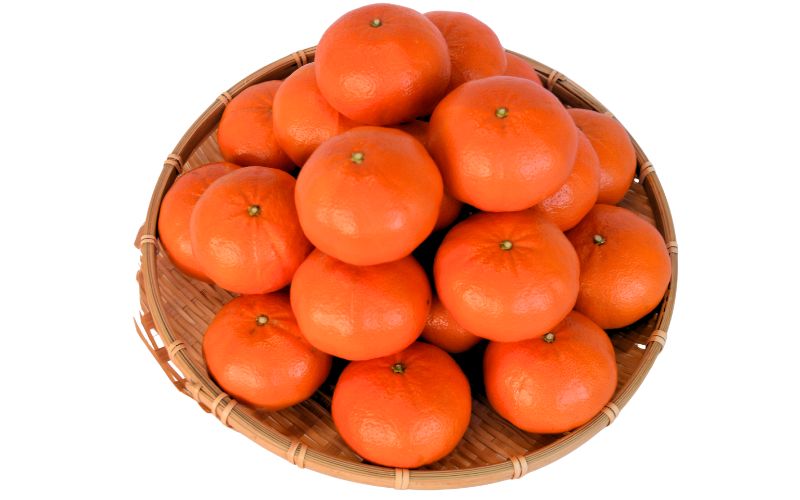 ã2027幎åå
è¡äºçŽãã¹ã«ã°ã 5kg â»2027幎1æäžæ¬ïœé 次çºéäºå®ãæééå®ã»æ°ééå®ã / ã¿ãã èæ 5ãã çŽ
æ ãåãå¯ã ç£å°çŽé èŽçå ã®ãã æç© ãã ãã® ãã«ãŒã ç°èŸºåž åæå±±çãymh024ã