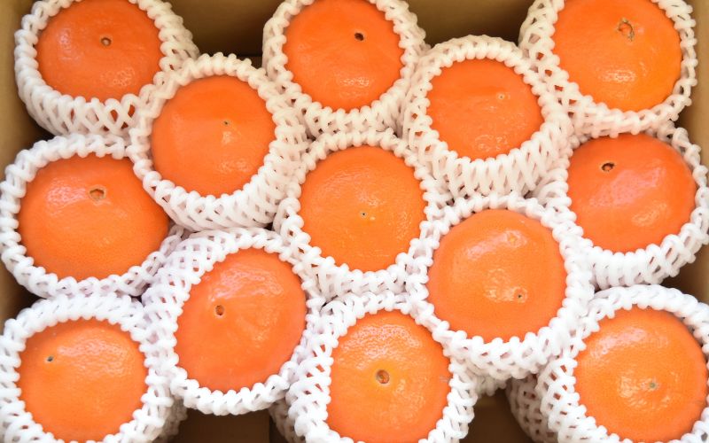 ã2027幎åå
è¡äºçŽãã¹ã«ã°ã 5kg â»2027幎1æäžæ¬ïœé 次çºéäºå®ãæééå®ã»æ°ééå®ã / ã¿ãã èæ 5ãã çŽ
æ ãåãå¯ã ç£å°çŽé èŽçå ã®ãã æç© ãã ãã® ãã«ãŒã ç°èŸºåž åæå±±çãymh024ã