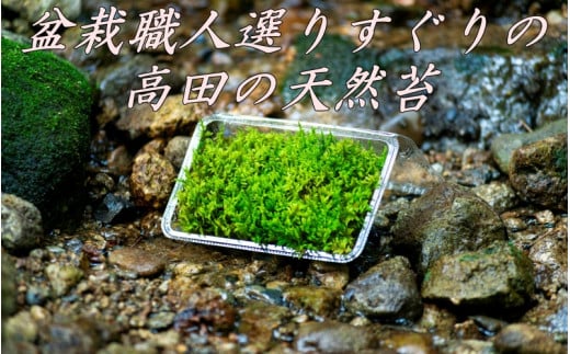 盆栽職人選りすぐりの高田の天然苔 / ギフト 自然 天然 新宮 熊野