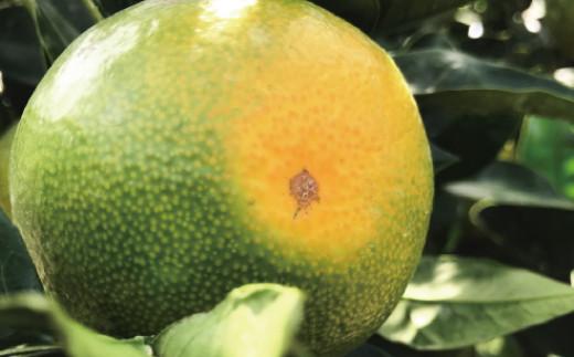 ãå
è¡äºçŽããåç§ã®çŸå³ãã蟲家çŽéããå®¶åºçšéåãæç°ã¿ãããçŽ10kg+200g(å·ã¿è£åå)ã2026幎9æäžæ¬ïœ10æäžæ¬é ã«é 次çºéäºå®ããard046Dã