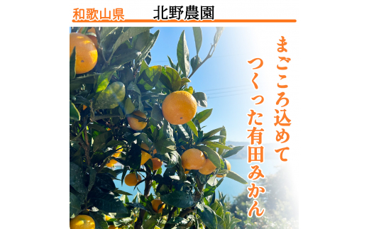 【12月発送】秀品 有田みかん 和歌山県産 S～Lサイズ 大きさお任せ 10kg / みかん フルーツ 果物 くだもの 有田みかん 蜜柑 柑橘【ktn003-12】