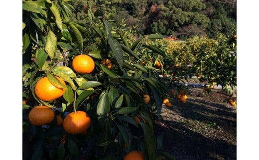 ãåžå°ææ©ãåæå±±çç£ãªã€ã¿çŽ5kgïŒSïœ2Lãµã€ãºããŸããïŒãtecj1021ã