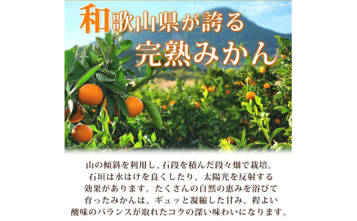 【先行予約】秀品 有田みかん 2kg 2S～Lサイズのいずれか ※2024年11月下旬頃～2025年1月下旬頃に順次発送予定 / みかん ミカン 蜜柑 温州みかん 柑橘 フルーツ 果物 くだもの 和歌山【uot835】