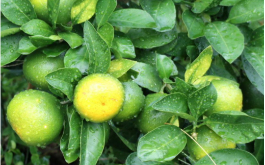 ãå
è¡äºçŽãåæå±±ç±è¯çºç£ ç±è¯æ©çã¿ãã çŽ3kg èš³ãã ã㺠埡家åºçš ãµã€ãºæ··åãsml126Bã