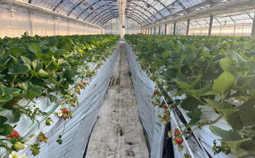 【2027年3月より順次発送】和歌山県産ブランドいちご「まりひめ」約300g×2パック入り ※2027年3月上旬～3月下旬より順次発送予定（お届け日指定不可）【tec965A-3】