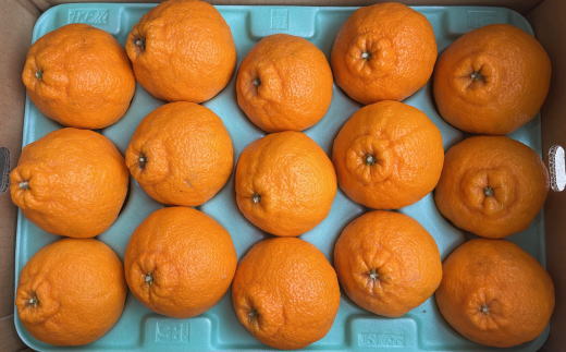 åæå±±çç£äžç¥ç«çŽ5kgïŒ12çïœ20çããŸããïŒ â»2027幎2æäžæ¬ïœ2027幎3æäžæ¬é ã«é 次çºéäºå®ïŒæ¥ä»æå®äžå¯ïŒãtec955ã