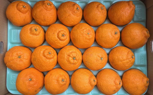 åæå±±çç£äžç¥ç«çŽ5kgïŒ18çïœ24çããŸããïŒ â»2027幎2æäžæ¬ïœ2027幎3æäžæ¬é ã«é 次çºéäºå®ïŒæ¥ä»æå®äžå¯ïŒãtec956ã