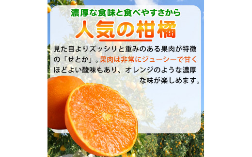 とろける食感 ジューシー柑橘 せとか 約2.5kg みかん 蜜柑 柑橘 オレンジ 果物 フルーツ 国産 和歌山県広川町 ※2025年2月上旬頃～2月下旬頃に順次発送予定【uot789】