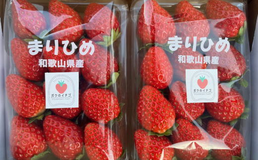 和歌山県産ブランドいちご「まりひめ」大粒系約300g×2パック入り　※2026年12月中旬～2027年2月下旬頃より順次発送予定（お届け日指定不可）【tec963A】 