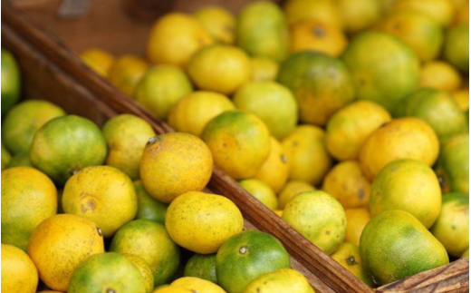 ãå
è¡äºçŽãåæå±±ç±è¯çºç£ ç±è¯æ©çã¿ãã çŽ3kg èš³ãã ã㺠埡家åºçš ãµã€ãºæ··åãsml126Bã