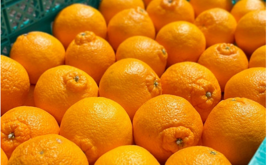 【先行予約】【数量わずか】樹上完熟しらぬい（不知火） 約2kg(6個) 秀品 2025年2月中旬～2025年3月中旬頃に順次発送予定（お届け日指定不可）/ 和歌山 みかん しらぬい 不知火 フルーツ 柑橘 蜜柑 果物 くだもの