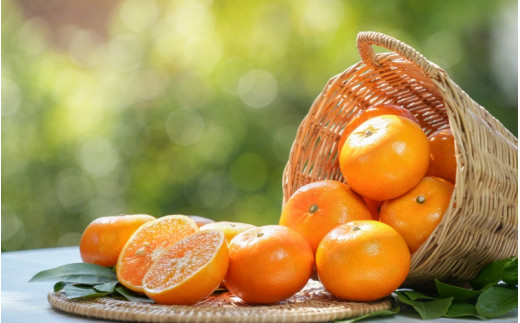 【先行予約】希少種みかん はれひめ 約5kg(25個～30個) 秀品 2024年12月中旬～2025年2月初旬頃に順次発送予定（お届け日指定不可）/ 和歌山 みかん はれひめ フルーツ 柑橘 蜜柑 果物 くだもの