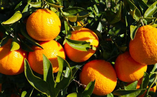 åæå±±çç£äžç¥ç«çŽ5kgïŒ12çïœ20çããŸããïŒ â»2027幎2æäžæ¬ïœ2027幎3æäžæ¬é ã«é 次çºéäºå®ïŒæ¥ä»æå®äžå¯ïŒãtec955ã