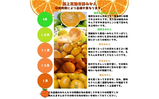 【2026年9月中旬～10月上旬頃に順次発送予定】有田育ちの完熟有田みかん 家庭用 サイズ混合(2S～2L)　約10.2kg(10kg+200g)（傷み補償分）【ard197-09】