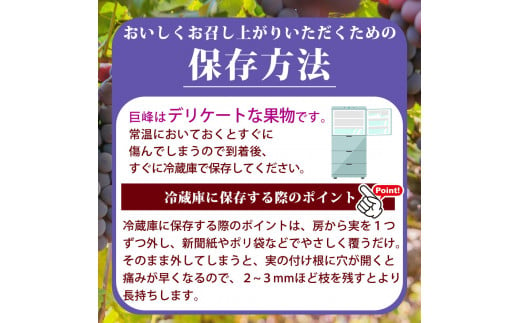 紀州和歌山産の種なし巨峰ぶどう２房（約800g〜1kg）※2025年8月上旬頃〜2025年9月上旬頃に順次発送予定 / ぶどう ブドウ 葡萄 種無し フルーツ 果物 くだもの【uot814】 