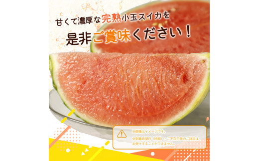 紀州和歌山産小玉スイカ「ひとりじめ」１玉【予約】※2025年6月上旬頃～6月下旬頃に順次発送予定(お届け日指定不可) スイカ すいか 果物【uot778】