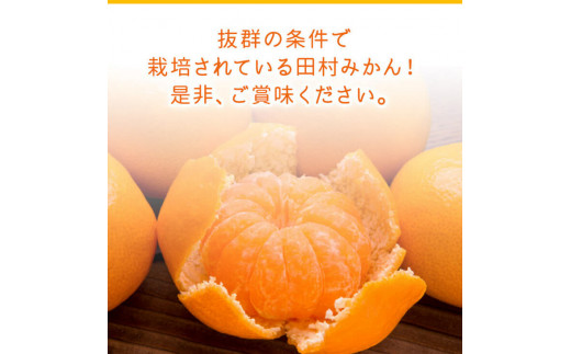 【和歌山特産品】【プレミアムブランド】絶品!濃厚田村みかん 秀品 約5kg ※2024年11月下旬～12月下旬頃に順次発送予定 ※北海道・沖縄・離島への配送不可【ard215】