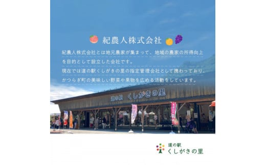 ãå
è¡äºçŽã å
è¡äºçŽïŒåæå±±çç£Â ç§å ããŠã€ãã«ãŒã 倧ç15åå
¥Â ãã ãã蟲家å³éžÂ ã2026幎12æäžæ¬ïœ2027幎1æäžæ¬é é æ¬¡çºéã/ ããŠã€ ããŠã€ãã«ãŒã æç© ãã«ãŒã ããã€ãkgr021ã