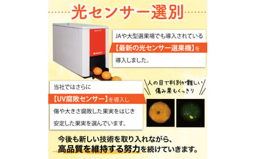 【12月発送】＼光センサー選別／農家直送 こだわりの完熟有田みかん 約6kg＋250g(傷み補償分) 【ご家庭用】みかん ミカン 有田みかん 温州みかん 柑橘 有田 和歌山 産地直送【nuk102-2】