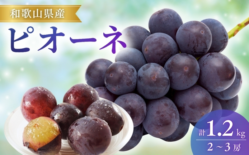 【先行予約】ピオーネ和歌山県産2～3房/箱（計1.2kg） / ぶどう 葡萄 ブドウ 産地直送 農家直送 フルーツ 果物【mat306C】