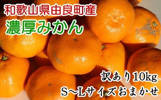 【訳あり・ご家庭用】和歌山由良町産のみかん約10kg　※2022年12月上旬～2022年12月下旬頃に発送予定（お届け日指定不可）