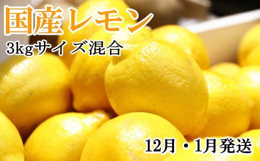 【手選別・産直】紀の川産の安心国産レモン約3kg＊12月・1月発送＊