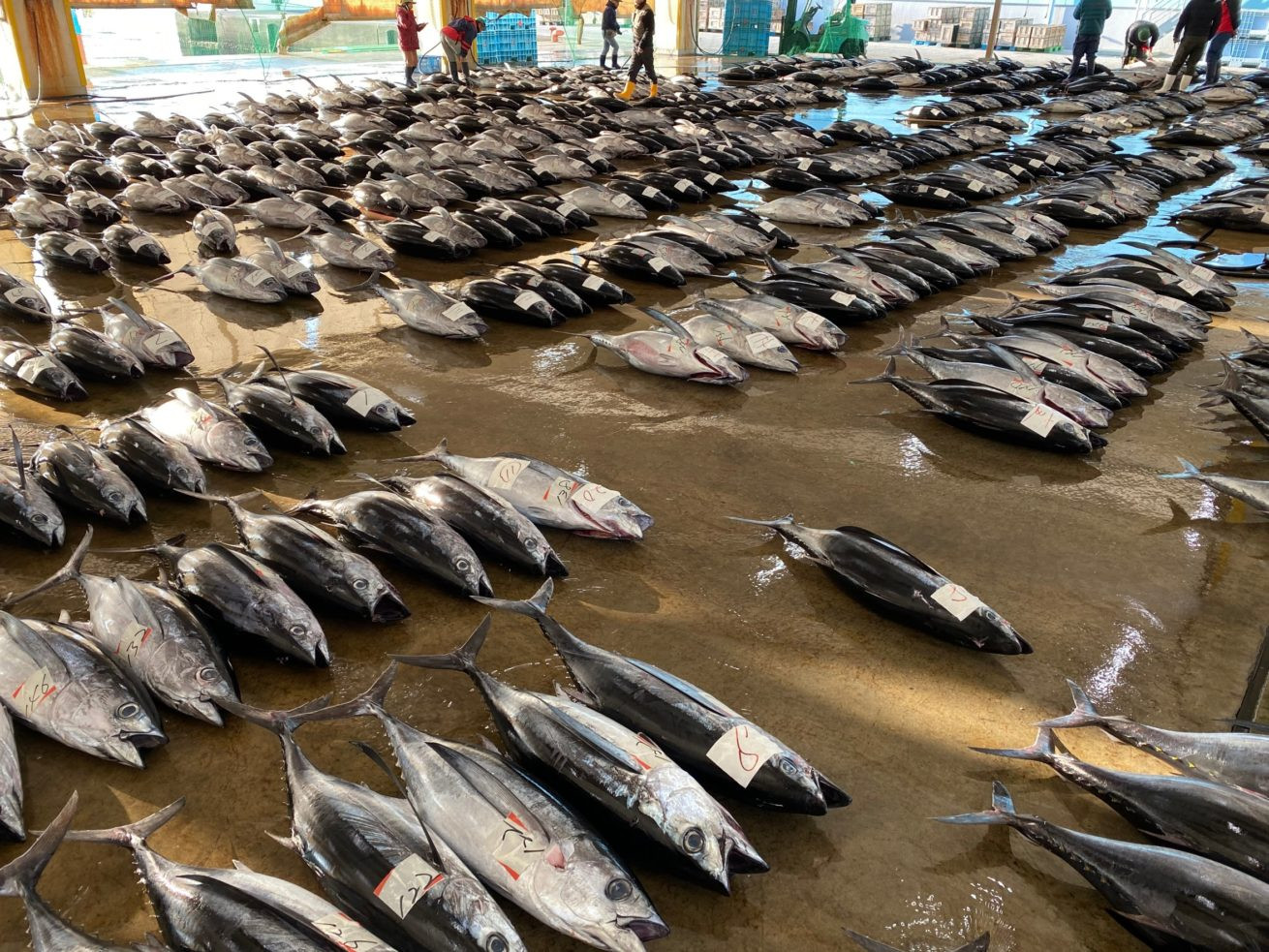 天然 びん長生マグロ 500g 鮮度抜群の生まぐろをお届けします / 生鮪 鮪 マグロ 生まぐろ ビンチョウマグロ 刺身