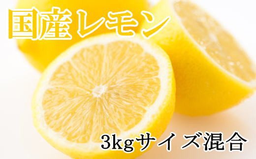 【産直】和歌山産レモン約3kg（サイズ混合）※2024年3月中旬～2024年5月下旬頃順次発送