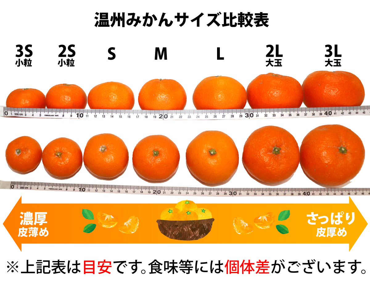 【2023年発送】有田みかん 約5kg(S～Lサイズ)【新宮グルメ市場】