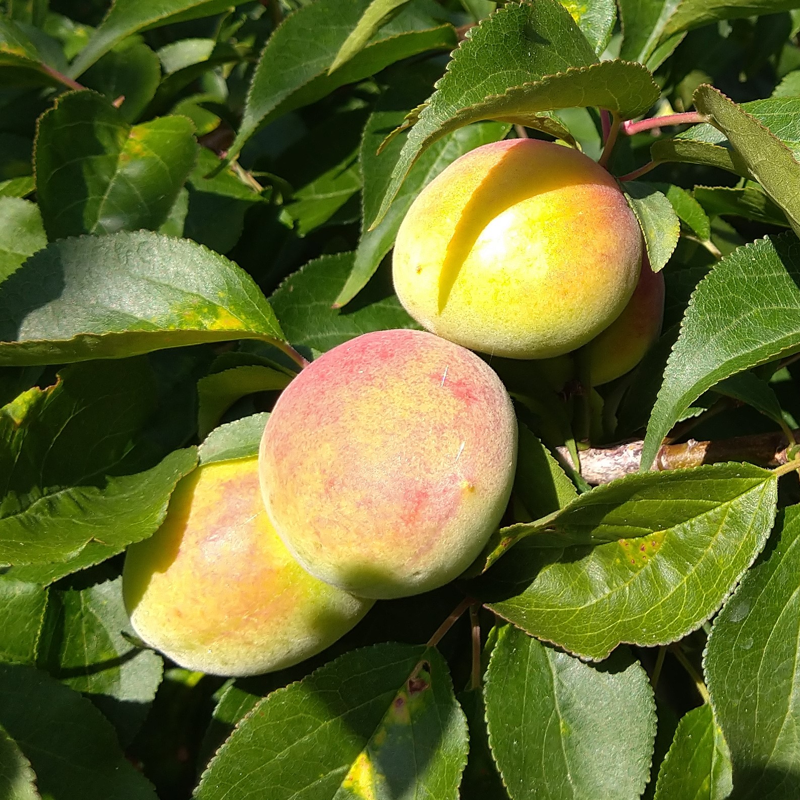 ＜６月発送＞厳選 紀州南高梅(青梅)2.5kg+75g（傷み補償分）【朝摘み・とれたて直送便】【梅干し・梅酒・梅ジュース】【和歌山産】