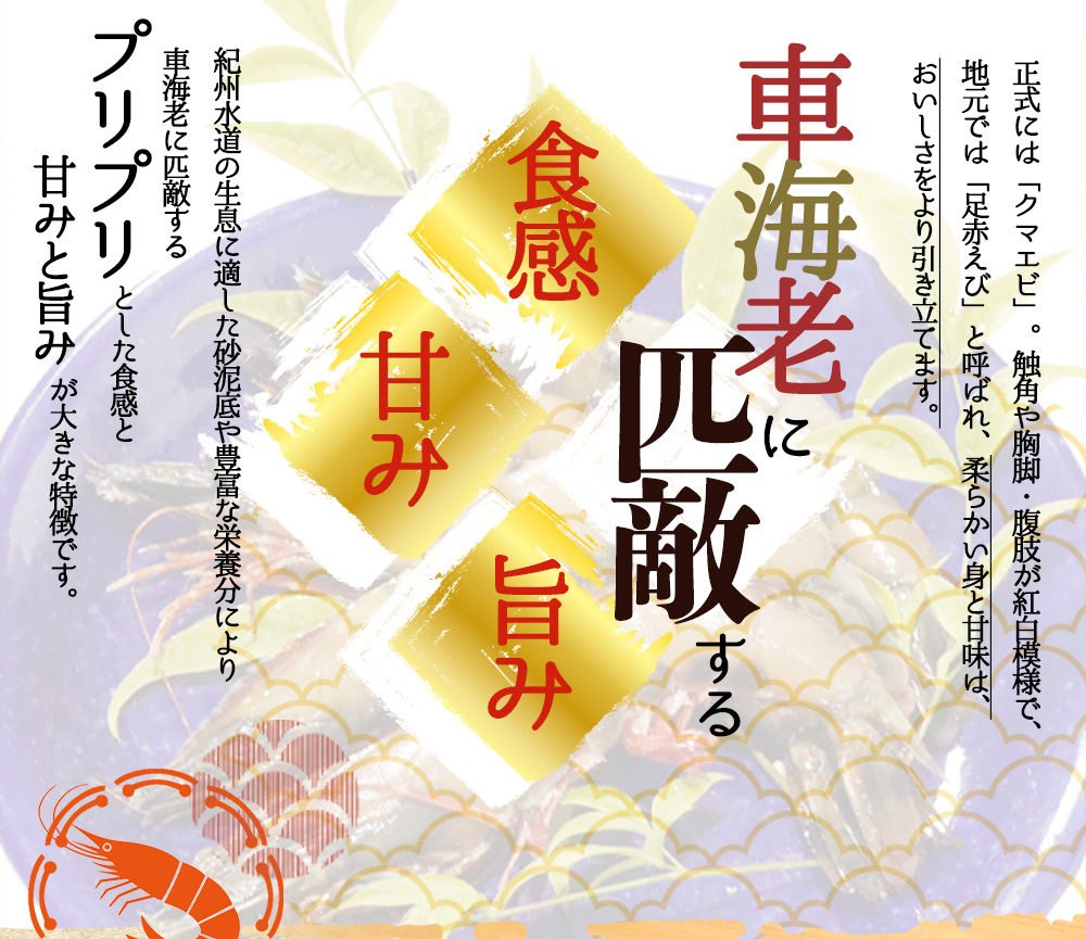 紀州和歌山産天然足赤えび540g（270g×2パック）化粧箱入 ※2024年11月上旬頃〜2025年2月上旬頃順次発送予定（お届け日指定不可）／海老 エビ えび クマエビ 足赤 天然 おかず