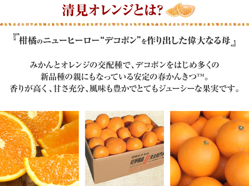 清見オレンジ約5kg/果実サイズおまかせ※2023年2月中旬～4月下旬頃発送予定　　　紀伊国屋文左衛門本舗