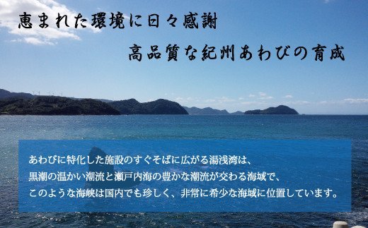 極上！紀州蝦夷鮑×12個　五つ星旅館にも出荷される極上アワビ＜日付指定OK＞ 鮑 アワビ あわび 極上 海鮮