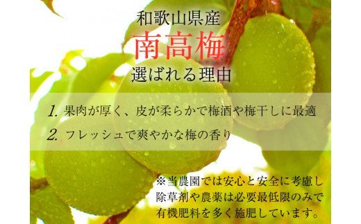 【梅干・梅酒用】（4Lまたは3L－2Kg）熟南高梅＜2025年6月上旬～7月上旬ごろに順次発送予定＞ / 梅 青梅 梅干 梅干し 大容量 梅酒 お酒