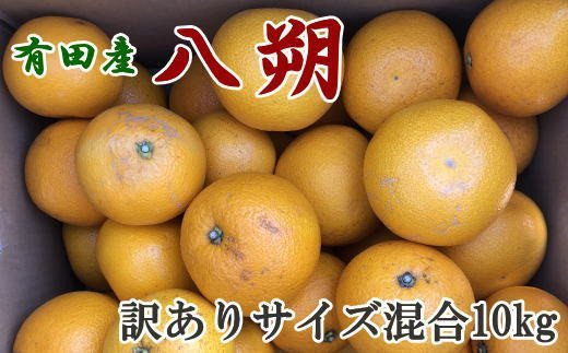 【手選果・訳あり】有田産の八朔10kg（サイズ混合）＜2024年1月中旬～2月下旬頃に順次発送＞