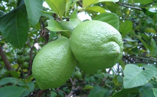 【産直】和歌山産グリーンレモン約3kg（サイズ混合）※2024年10月中旬～11月中旬頃より順次発送