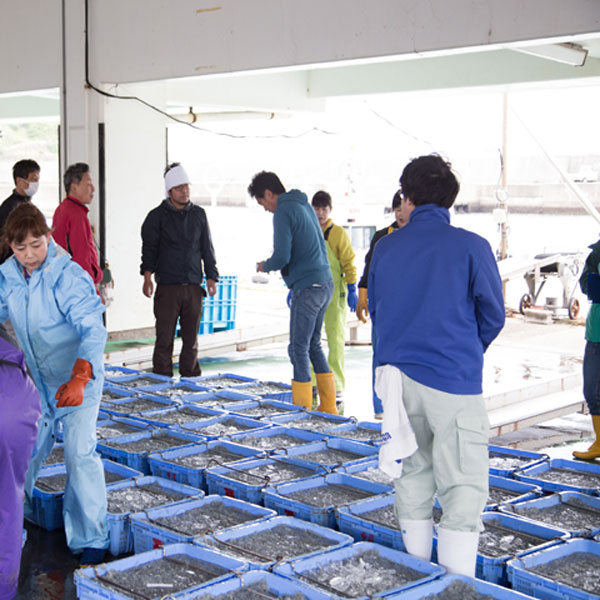 【セット】釜揚げしらす(200g×2) と ちりめん山椒(200g×2)【冷蔵】無添加・無着色  しらす シラス 釜揚げ 小分け 冷蔵 ちりめん