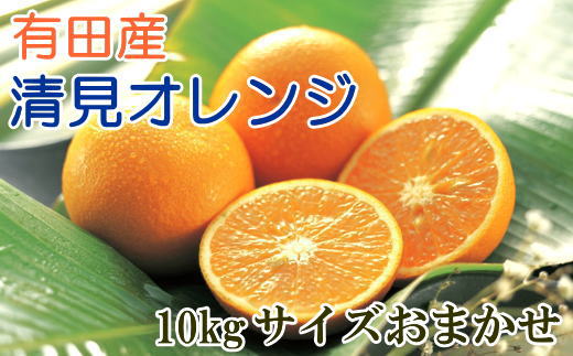 [厳選]有田産清見オレンジ約10kg（サイズおまかせ・秀品） ※2024年2月上旬～2024年3月下旬頃順次発送予定